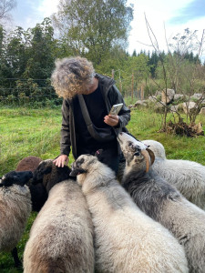 schapen aaien bij Ullstorps Stugor in Skåne