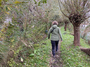 wandelen bij knotwilgen