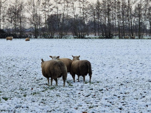 schapen in de sneeuw