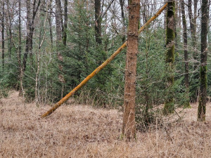 Oisterwijkse Bossen en Vennen - oranje boomalg
