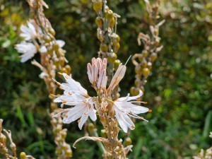 bloemen op Kythira