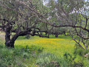 Olijfbomen op Kythira
