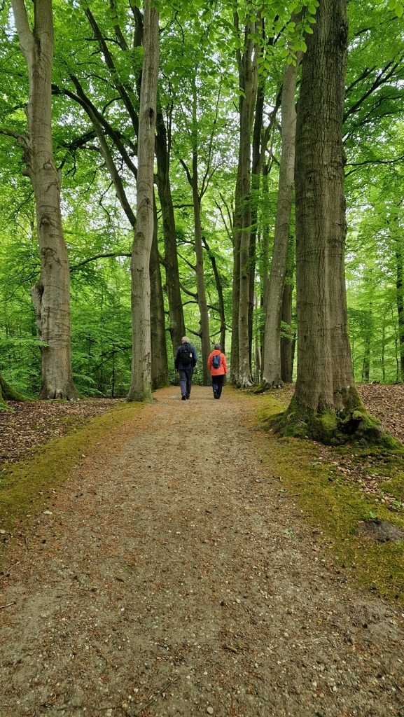boswandeling met 2 wandelaars