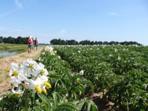 Pieterpad lopen Nederland wandelvakantie