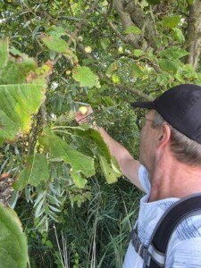 Jacopsappels