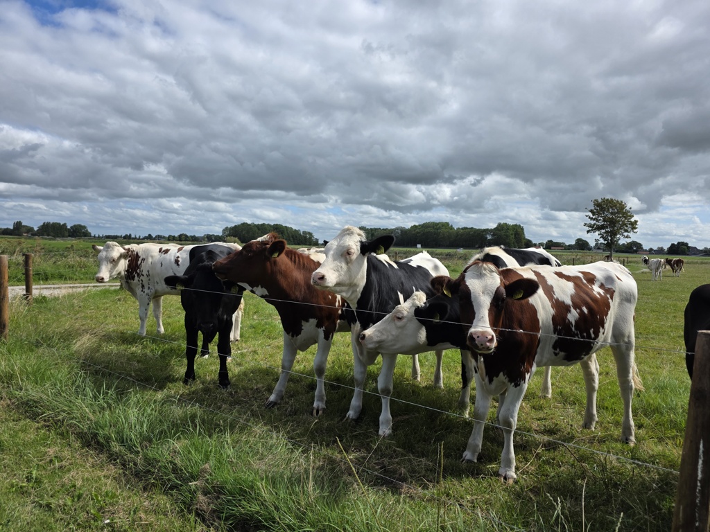 koeien in de Friese wei