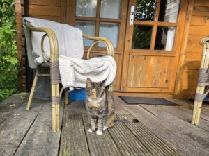 poes bij tuinhuisje