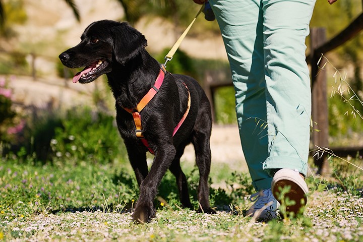 wandelen met je hond