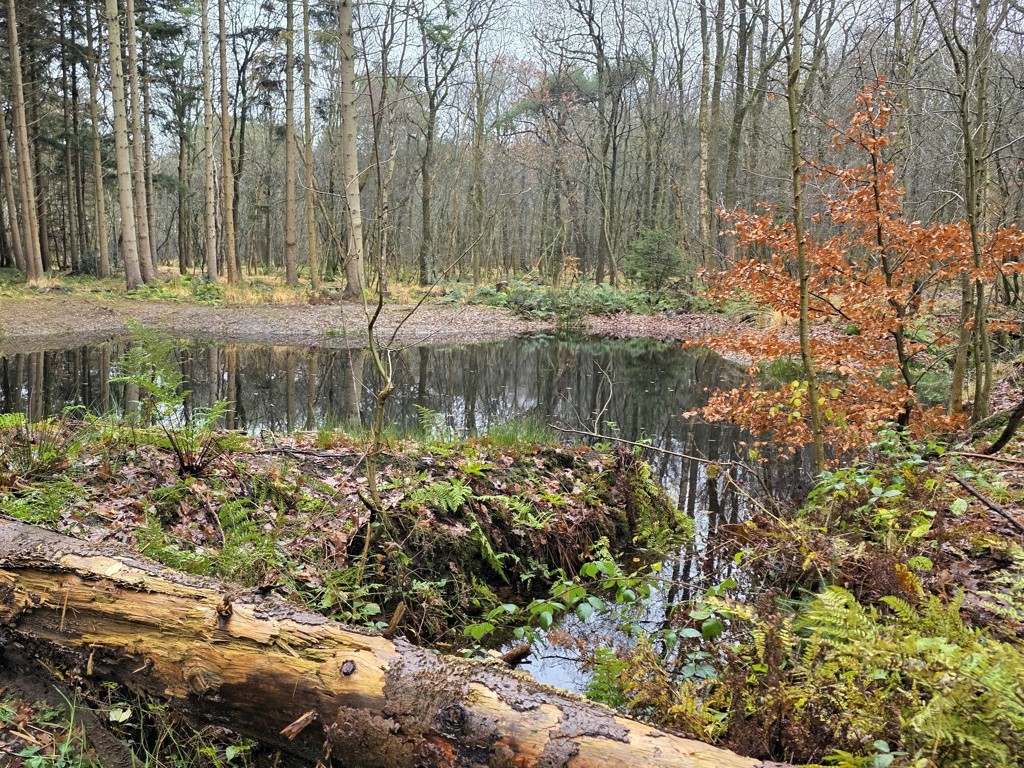 Bos - waterplas - Wyldemerk