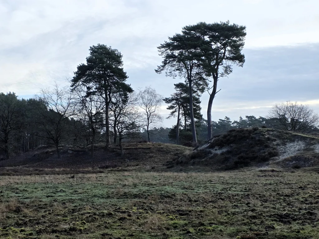 Hendriksbos heide