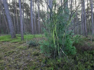 Hendriksbos Nunspeet Veluwe