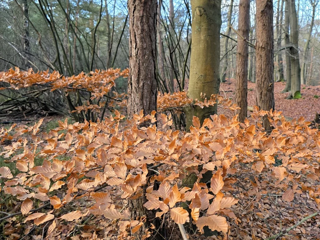 Hendriksbos Nunspeet Veluwe