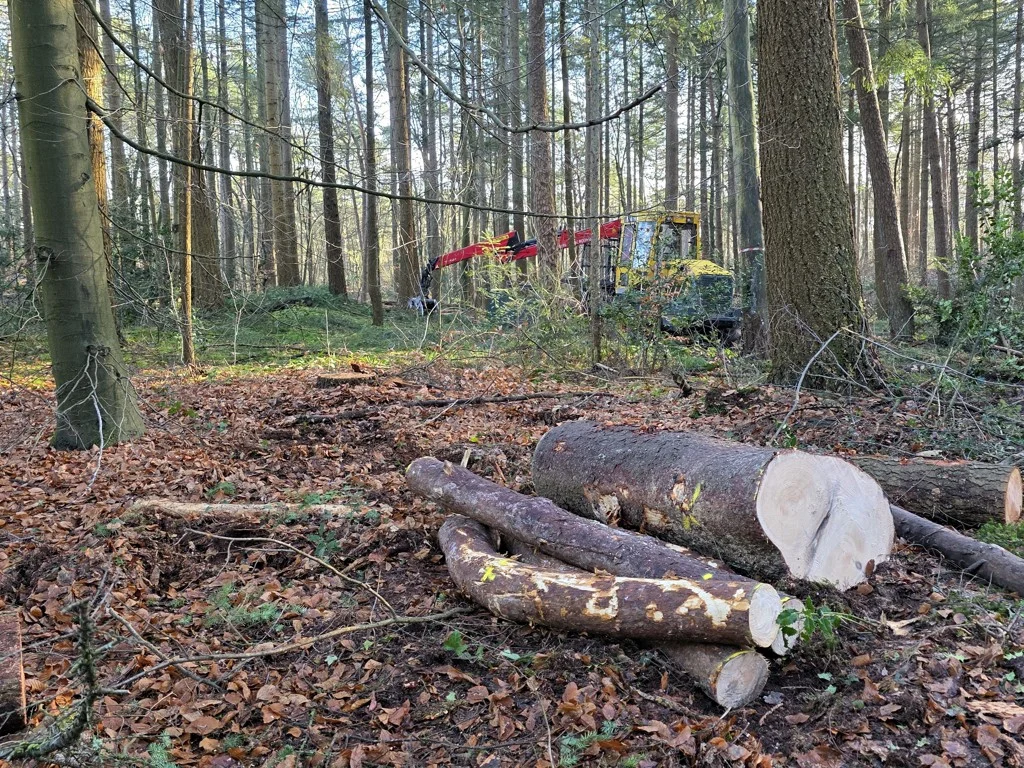 bos Nunspeet Veluwe