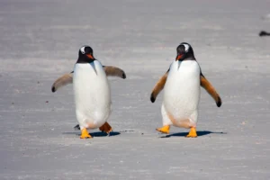 wandel als een pinguïn
