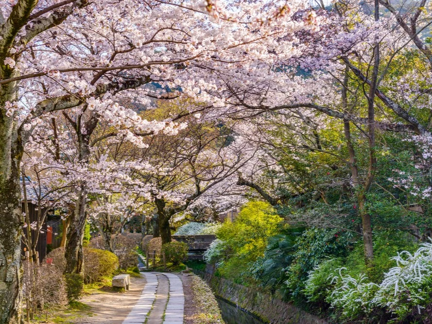 Japan in de lente met bloesems en wandelpad
