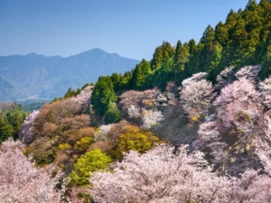Japan in de lente met bloesems en bergen