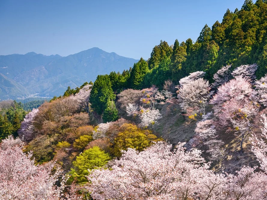 Japan in de lente met bloesems en bergen