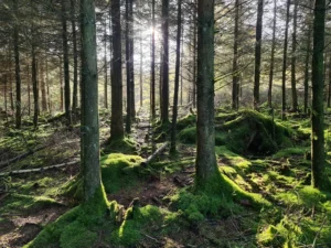 Bomen groen zonlicht