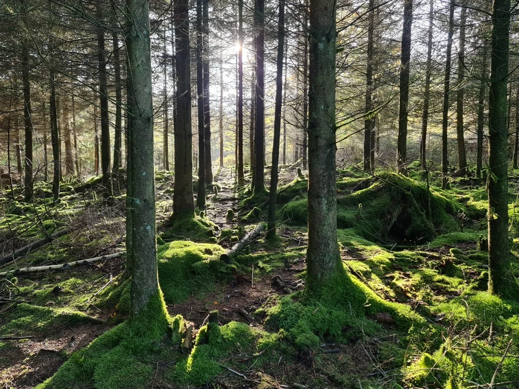 20221018_162821 Bomen groen zonlicht
