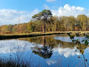 water met boom weerspiegeling