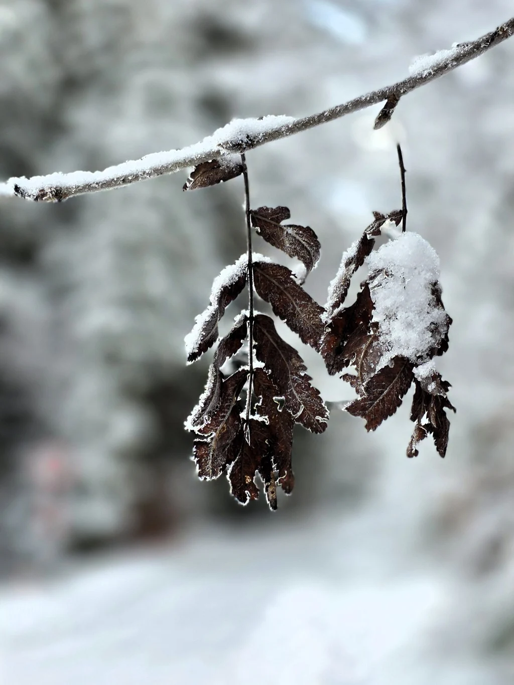 20260128_103027 – kopie