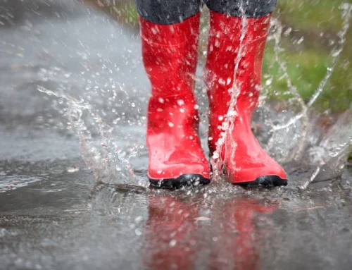 Even klaar met niezen door de hooikoorts? Probeer een wandeling na een regenbui