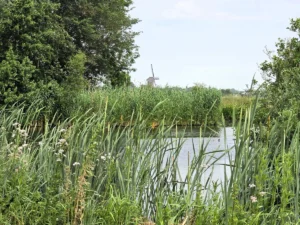 Krimpenerwaard landschap met molen