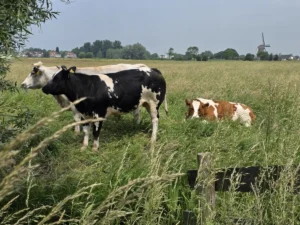 Krimpenerwaard landschap met koeien en molen