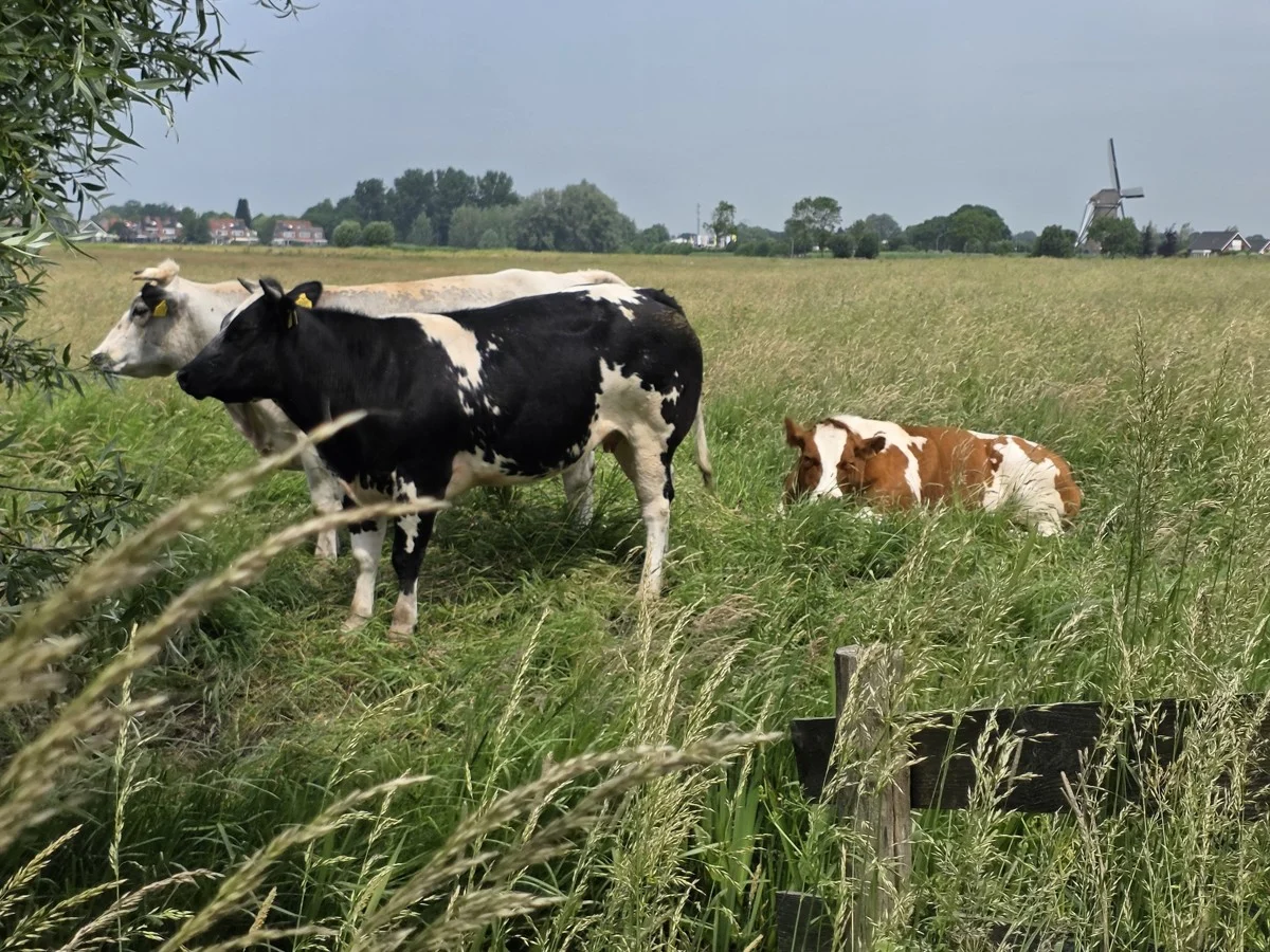 Krimpenerwaard landschap met koeien en molen