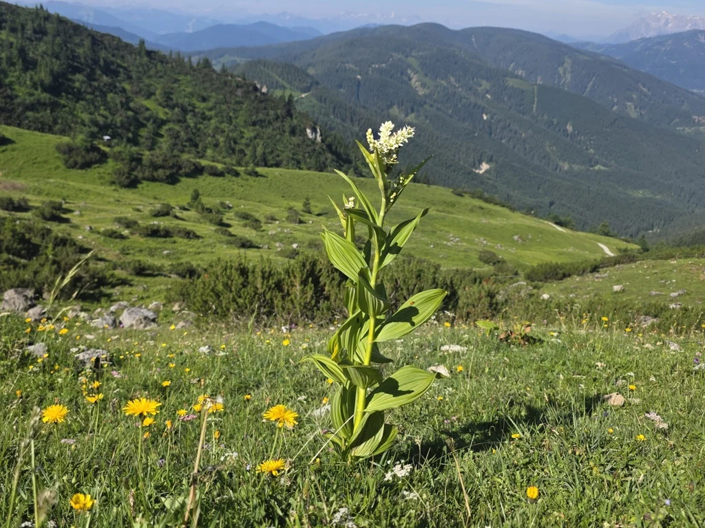 bloem in de bergen