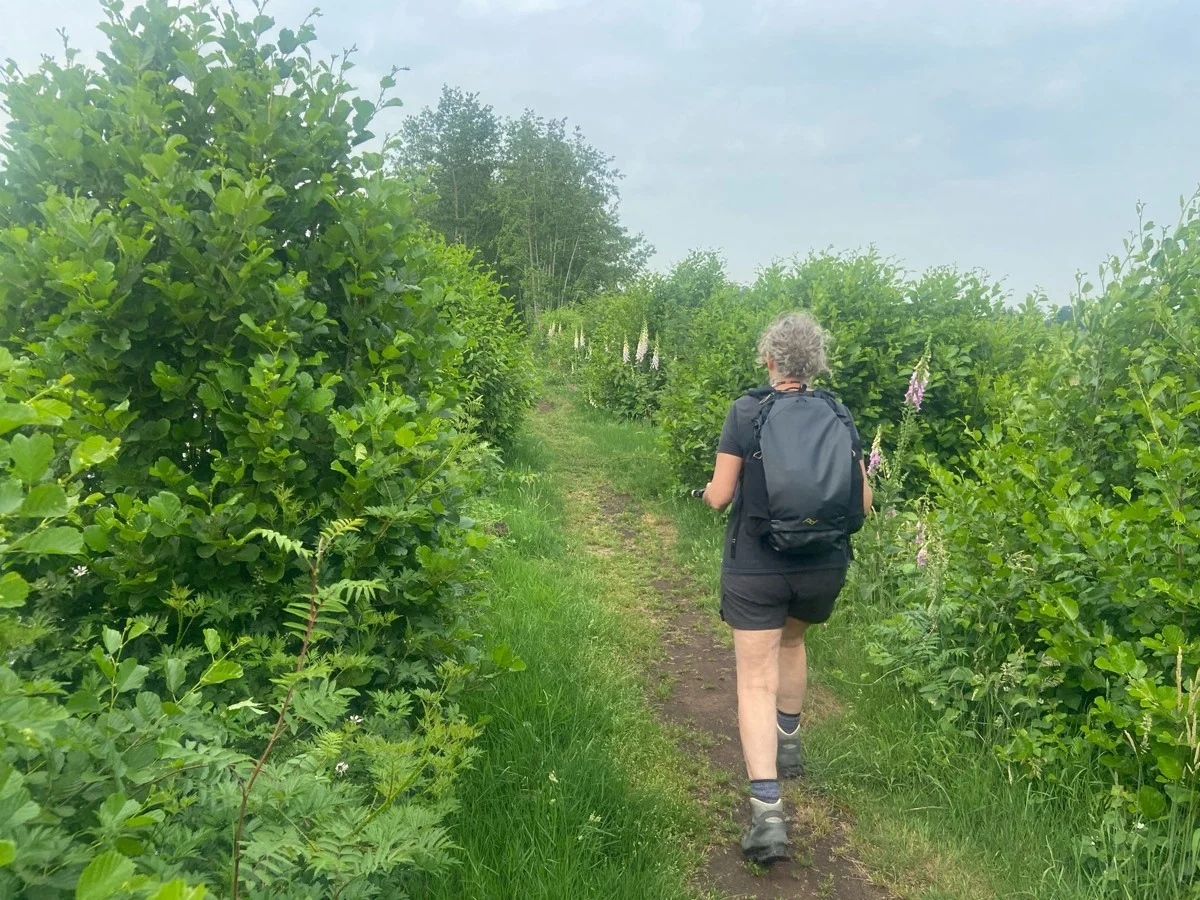 wandelen op de Bergvlietsekade, Krimpenerwaard